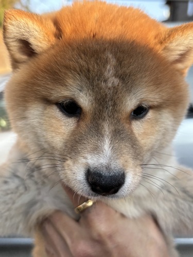 柴犬・豆柴 犬の販売・譲渡 9747 豆柴オス