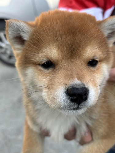 柴犬・豆柴 犬の販売・譲渡 9748 豆柴メス 価格変更