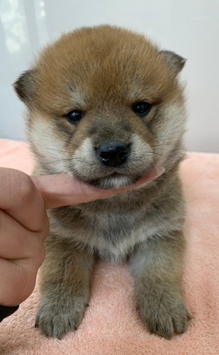 11/22生・長野県・標準サイズ柴オス 犬の販売 9749