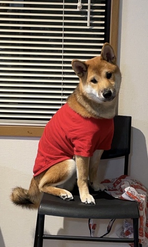 柴犬・豆柴 犬の販売・譲渡 9752 元気な男の子