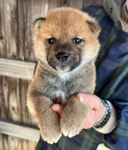 柴犬・豆柴 犬の販売・譲渡 9756 可愛い柴犬の子犬 生まれています