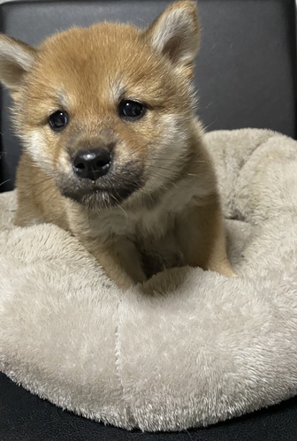 柴犬・豆柴 犬の販売・譲渡 9759 有難うございます
