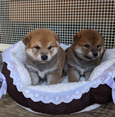 柴犬・豆柴 犬の販売・譲渡 9761 健康で可愛い仔犬が生まれました