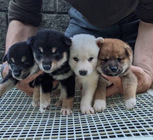 柴犬・豆柴 犬の販売・譲渡 9764 健康で元気な仔犬生まれました