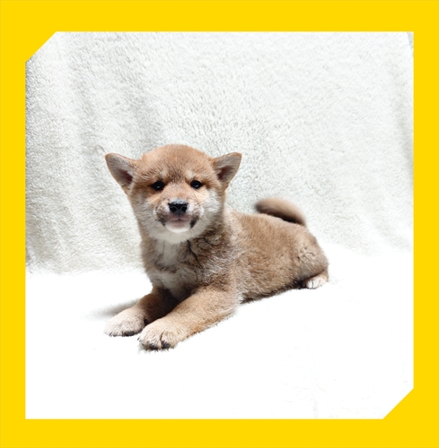 柴犬・豆柴 犬の販売・譲渡 9766 ●赤柴(男の子総額価格です。●