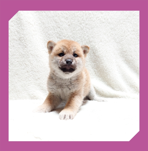 柴犬・豆柴 犬の販売・譲渡 9767 ●赤柴・総額価格です。●