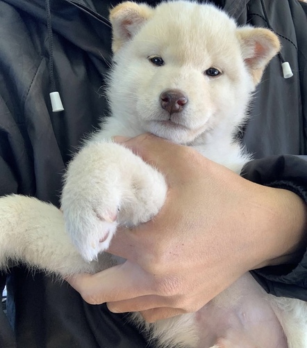 柴犬・豆柴 犬の販売・譲渡 9769 白柴の男の子値下げしました