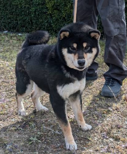 可愛いらしい若雌です 犬の販売 9771