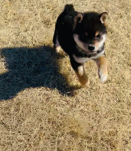 柴犬・豆柴 犬の販売・譲渡 9777 小豆柴