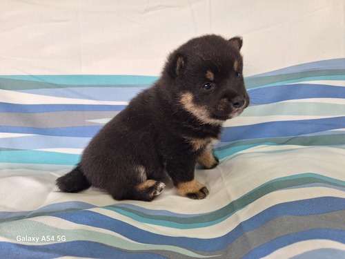 柴犬・豆柴 犬の販売・譲渡 9778 丸々の黒豆柴
