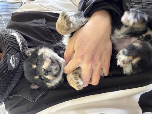 柴犬・豆柴 犬の販売・譲渡 9780 ありがとうございました