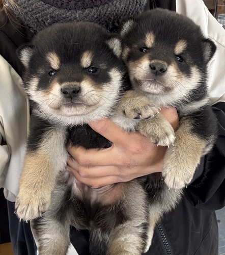 柴犬・豆柴 犬の販売・譲渡 9781 黒柴の男の子