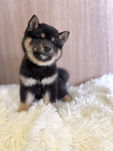 柴犬・豆柴 犬の販売・譲渡 9782 柴犬 男の子 黒