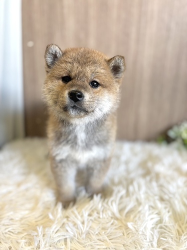 柴犬・豆柴 犬の販売・譲渡 9783 男の子 赤