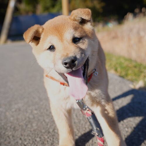 かわいいデカ柴くん 犬の販売 9784