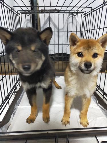 柴犬・豆柴 犬の販売・譲渡 9785 黒の小豆柴