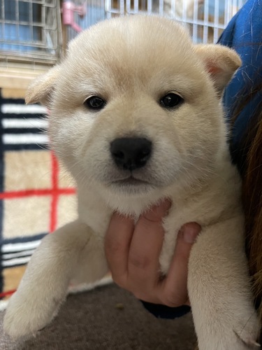 柴犬・豆柴 犬の販売・譲渡 9787 白柴男の子販売中