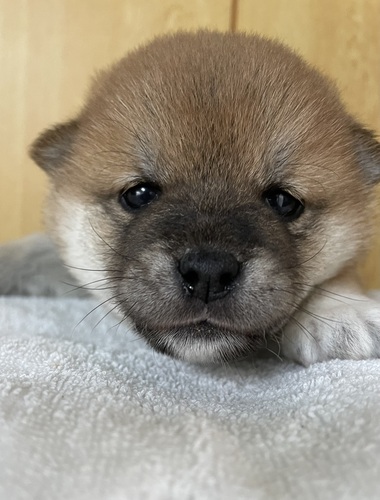 柴犬・豆柴 犬の販売・譲渡 9789 柴犬女の子(小ぶりサイズ)