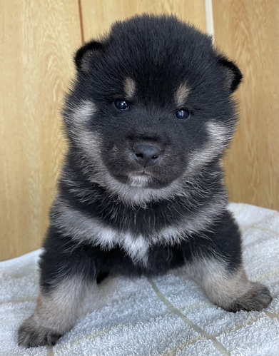柴犬・豆柴 犬の販売・譲渡 9790 柴犬男の子(小ぶりサイズ)
