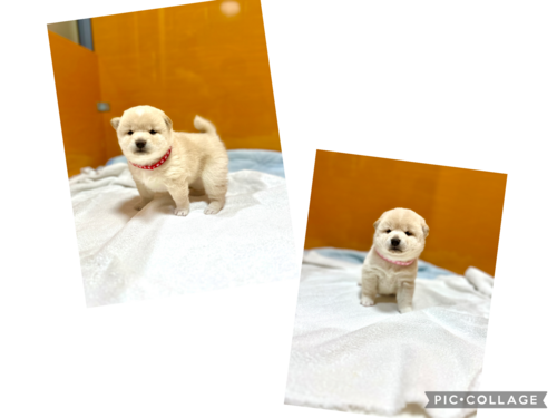 柴犬・豆柴 犬の販売・譲渡 9792 ホワイトデーに白柴☆