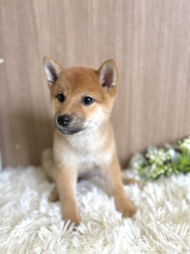 柴犬・豆柴 犬の販売・譲渡 9796 柴犬 女の子