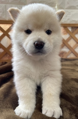 柴犬・豆柴 犬の販売・譲渡 9797 白柴男の子