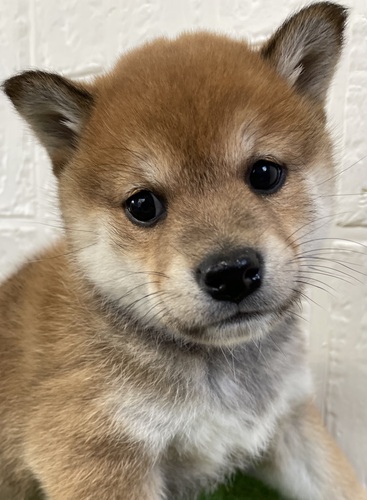 柴犬・豆柴 犬の販売・譲渡 9798 柴犬女の子