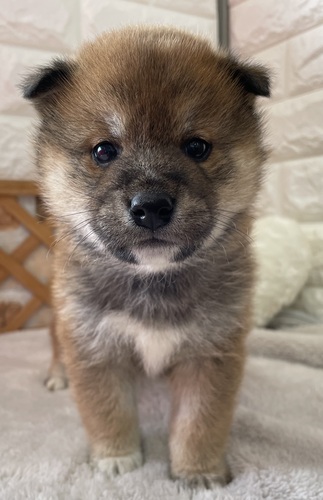 柴犬・豆柴 犬の販売・譲渡 9799 柴犬男の子