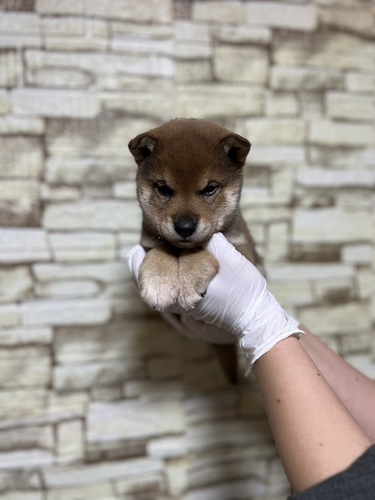 柴犬・豆柴 犬の販売・譲渡 9800 赤