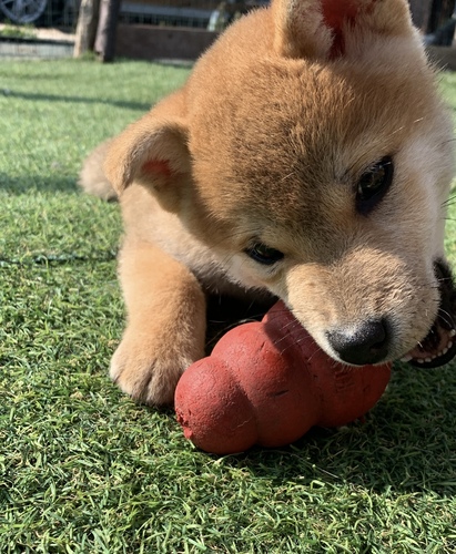 柴犬・豆柴 犬の販売・譲渡 9802 熊本柴犬