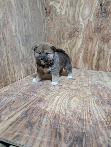 柴犬・豆柴 犬の販売・譲渡 9803 小柄な両親から産まれた男の子