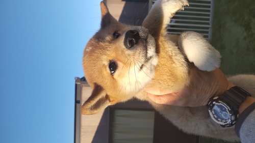 柴犬・豆柴 犬の販売・譲渡 9804 イケメン柴の男の子 込み込み価格です。