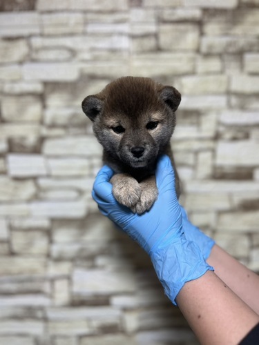 柴犬・豆柴 犬の販売・譲渡 9805 赤