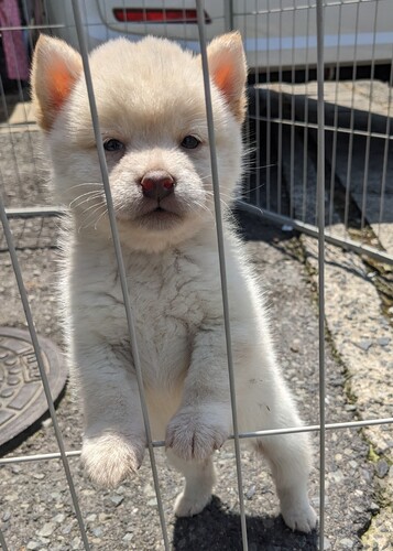 柴犬・豆柴 犬の販売・譲渡 9809 シロクマみたいな豆柴のホワイト