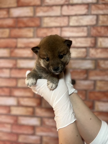 柴犬・豆柴 犬の販売・譲渡 9813 お父さん小さめ。女の子はお父さんに似るって言うよね