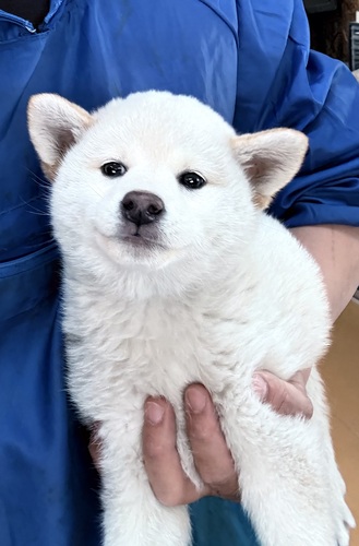 柴犬・豆柴 犬の販売・譲渡 9816 白柴の女の子