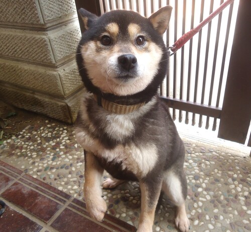 柴犬・豆柴 犬の販売・譲渡 9817 黒柴