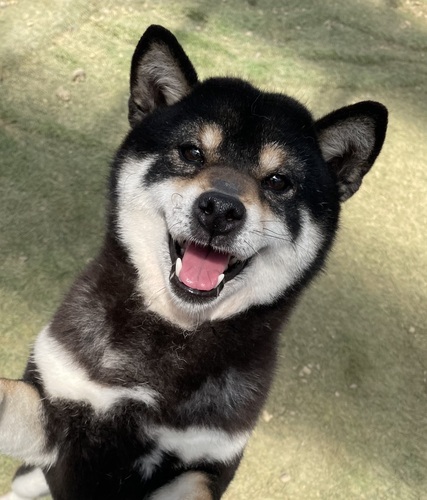 柴犬・豆柴 犬の販売・譲渡 9818 黒柴 4歳の女の子