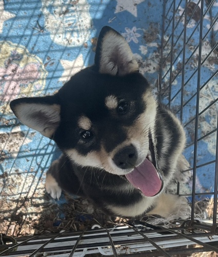 柴犬・豆柴 犬の販売・譲渡 9819 熊本より黒柴女の子販売中