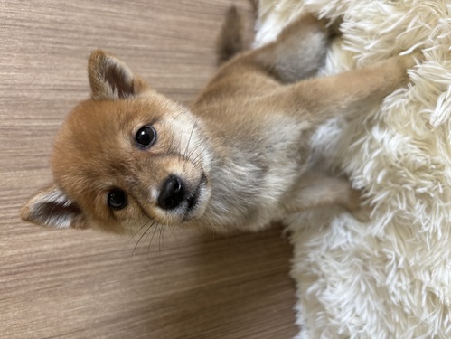 柴犬・豆柴 犬の販売・譲渡 9823 豆柴 女の子