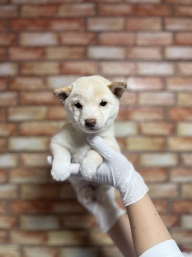 柴犬・豆柴 犬の販売・譲渡 9826 豆柴 男の子