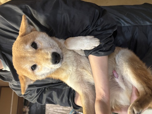 柴犬・豆柴 犬の販売・譲渡 9827 豆柴タイプ予想