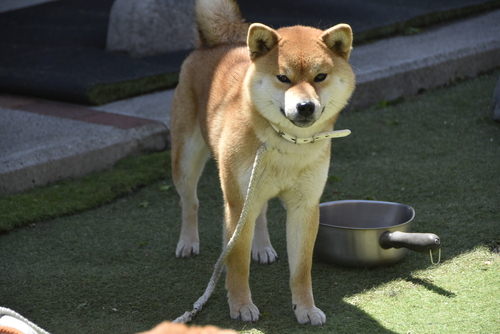 柴犬・豆柴 犬の販売・譲渡 9829 1歳8か月の赤毛の女の子