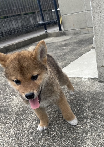 柴犬・豆柴 犬の販売・譲渡 9830 父親、展覧会入賞してます