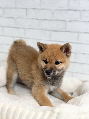 柴犬・豆柴 犬の販売・譲渡 9831 5月28日デビュー! 柴犬8999