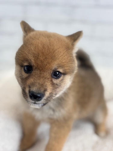 柴犬・豆柴 犬の販売・譲渡 9832 5月28日デビュー! 豆柴犬0696