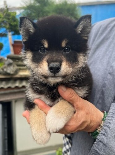 柴犬・豆柴 犬の販売・譲渡 9833 黒柴のオス