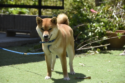 柴犬・豆柴 犬の販売・譲渡 9835 1歳2か月の赤毛の女の子