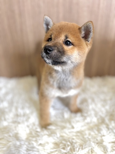 柴犬・豆柴 犬の販売・譲渡 9837 柴犬 赤 男の子