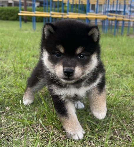 柴犬・豆柴 犬の販売・譲渡 9838 可愛い黒柴女の子
